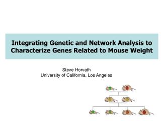 Coordinating Hereditary and System Investigation to Describe Qualities Identified with Mouse Weight