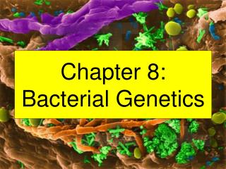 Section 8: Bacterial Hereditary qualities