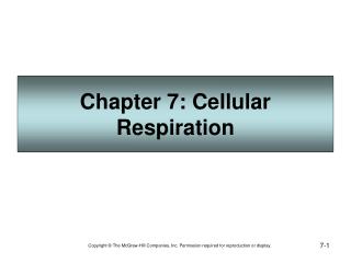 Section 7: Cell Breath