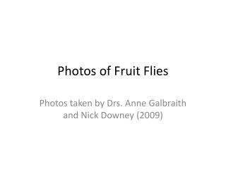 Photographs of Organic product Flies