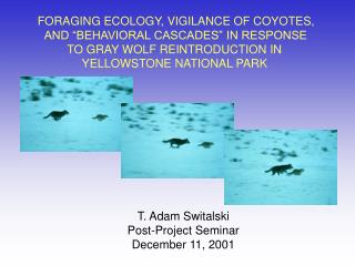  Scavenging ECOLOGY, VIGILANCE OF COYOTES, AND BEHAVIORAL CASCADES IN RESPONSE TO GRAY WOLF REINTRODUCTION IN YELLOWST 