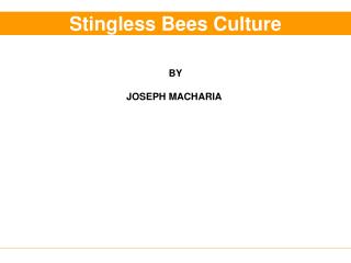  Stingless Bees Culture 