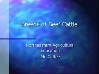  Types of Beef Cattle 