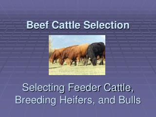  Meat Cattle Selection Selecting Feeder Cattle, Breeding Heifers, and Bulls 