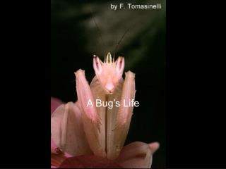  A Bug s Life 