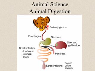  Creature Science Animal Digestion 