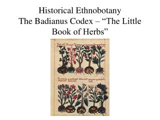  Authentic Ethnobotany The Badianus Codex The Little Book of Herbs 
