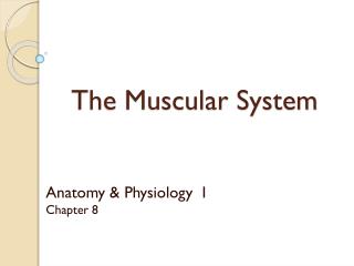  The Muscular System 