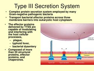  Sort III Secretion System 