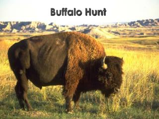  Bison Hunt 