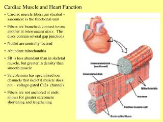  Cardiovascular Muscle and Heart Function 