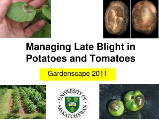  Overseeing Late Blight in Potatoes and Tomatoes 