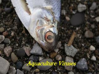  Aquaculture Viruses 