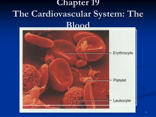  Part 19 The Cardiovascular System: The Blood 