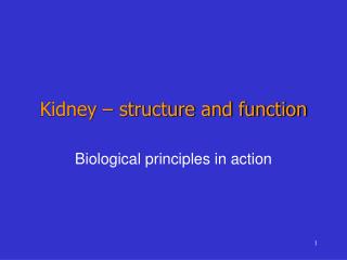  Kidney structure and capacity 