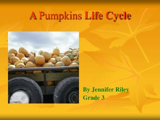  A Pumpkins Life Cycle 
