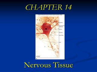  Section 14 Nervous Tissue 