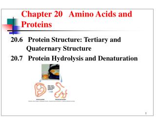  Section 20 Amino Acids and Proteins 