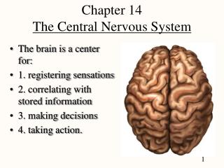  Section 14 The Central Nervous System 