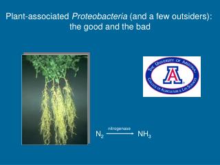  Plant-related Proteobacteria and a couple of outcasts: the great and the awful 