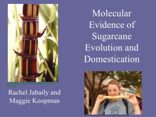  Atomic Evidence of Sugarcane Evolution and Domestication 