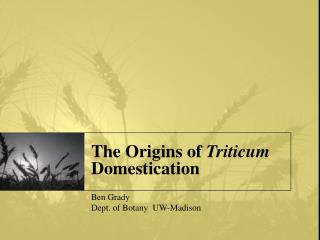 The Origins of Triticum Domestication 