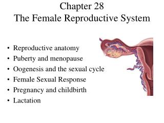  Section 28 The Female Reproductive System 