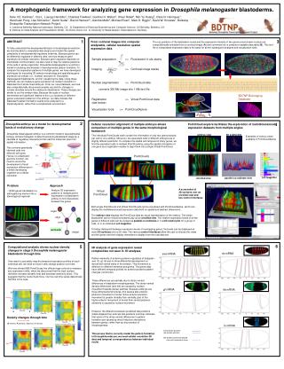  From confocal pictures into PC analyzable, cell determination spatial expression information 