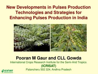  New Developments in Pulses Production Technologies and Strategies for Enhancing Pulses Production in India 