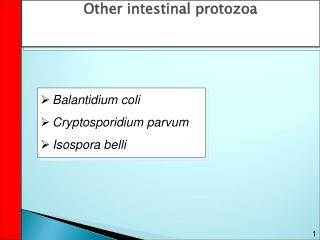  Other intestinal protozoa 