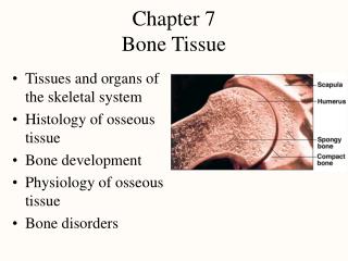  Part 7 Bone Tissue 