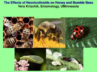  The Effects of Neonicotinoids on Honey and Bumble Bees Vera Krischik, Entomology, UMinnesota 