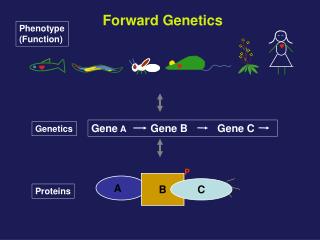  Forward Genetics 